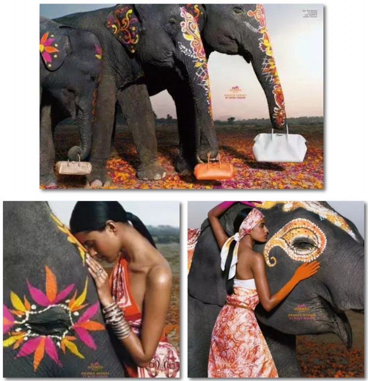 為愛發聲丨 德利豐家居“關愛大象媒體聯盟”關(圖3)