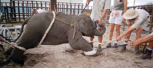 為愛發聲丨 德利豐家居“關愛大象媒體聯盟”關(圖12) 為愛發聲丨 德利豐家居“關愛大象媒體聯盟”關(圖12)